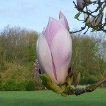 Tulpen-Magnolie-in-Bluete-einzel-rosa
